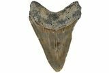 Serrated, Fossil Megalodon Tooth - North Carolina #199696-1